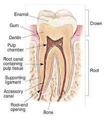 If there is an accumulation of calcium in the body. Services Precision Endodontics