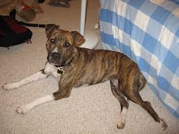 Healthy & potty trained pitbull puppies ready. American Pitbull Terrier Colors Brindle Online