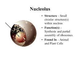 So it is called as the structural and functional unit of life. Their Structures And Functions Ppt Video Online Download