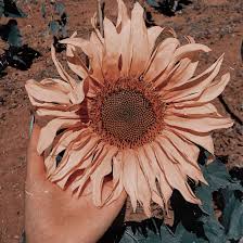 Maybe you would like to learn more about one of these? Flores Plantas Arvore Summer Cool Tumblr Vintage Aesthetic Bronze Sun Vibes Sunflower Sun Rose Gold Aesthetic Gold Aesthetic Aesthetic Roses