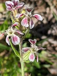 Image result for Silene gallica