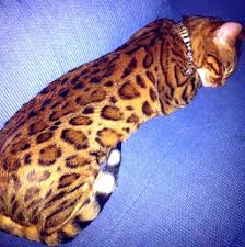 Interested in introducing your kitty to the outdoors safely? Full Grown Bengal Catsindigobloomdesigns Bengal Cat Facts Bengal Cat White Bengal Cat