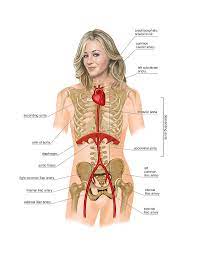 Anatomy of structures related to female urogenital system. Anatomy Of Trunk Female Anatomy Of The Human Shoulder Joint This Can Effectively Educate Everyone On The Female Human Body Welcome To The Blog
