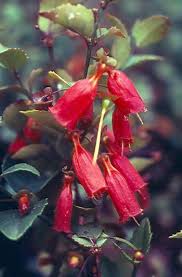 Image result for Halleria