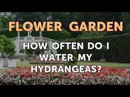 Bigleaf and smooth hydrangeas require more water, but all varieties benefit from consistent moisture. How Often Do I Water My Hydrangeas Youtube