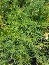 Image result for Vepris drummondii