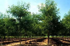 Image result for Gleditsia triacanthos