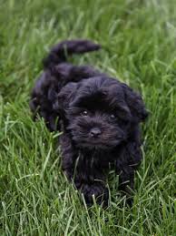We enjoy playing with our puppies and giving them lots of love before they. Puppy Love Saramichellewells Com Adding A Havanese Puppy To Our Family