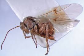 Image result for Dicoma galpinii