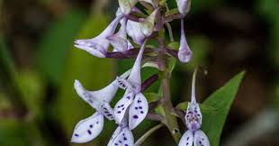 Image result for Holothrix micrantha