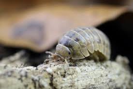 Image result for Disa brevicornis