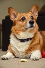 corgi lovers corgi cute corgi puppy corgi dog lovers the welsh corgi pembroke welsh corgi corgi corgi dog puppies