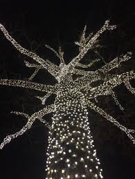 How To Wrap Trees With Mini Lights For Christmas Outdoor Christmas Tree Solar Christmas Lights Christmas Lights