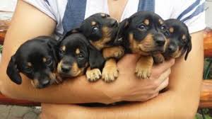 Take these dogs to reputable no kill rescue organization. How To Sell Puppies Lovetoknow