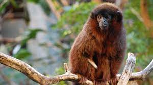27 List Different Types Of Monkeys Facts And Information Types Of Monkeys Different Types Of Monkeys London Zoo
