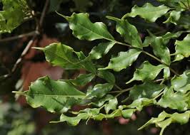 Image result for Leea