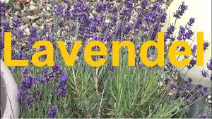 Intensiver duft und leuchtende blüten lavendel verleiht jedem garten oder balkon einen hauch von mediterranem flair. Lavendel Pflege Schneiden Giessen Dungen Standort Vermehren Uberwintern Lavandula Angustifolia Youtube
