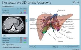 Human liver diagram stock illustration. Interpreting Three Dimensional Structures From Two Dimensional Images A Web Based Interactive 3d Teaching Model Of Surgical Liver Anatomy Sciencedirect