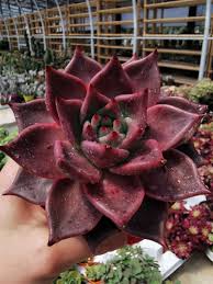 Echeveria agavoïdes 'red edge', est une forme avec des feuilles vert vif bien anguleuses aux extrémités cramoisies. Echeveria Agavoides Romeo Rubin Giromagi Cactus And Succulents