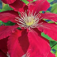 Learn about zone 9 climbing vines in gardens. Rebecca Clematis Zone 9 Partial Shade To Full Sun Rich Moist Well Drained Soil Perennial Plants Clematis Vine Spring Hill Nursery