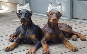 Check spelling or type a new query. Ear Cropping And Tail Docking Of Dogs Cruel Or Aesthetic News Emirates Emirates24 7