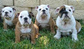 We have akc bulldog puppies and retired english bulldog adults available on occasion. Lakeshore Bulldogs English Bulldog Puppies In Virginia Beach Virginia
