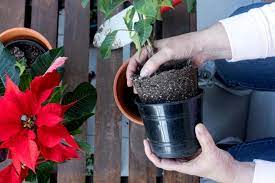 How To Keep Poinsettias Alive Year-Round | True Value