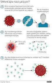 Mesajcı rna adı ile de bilinen mrna aşısı nedir? Koronavirus Asisi Ingiltere Oxford Astrazeneca Asisina Onay Verdi Bbc News Turkce