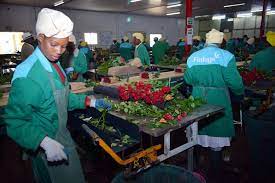 Kenya S Horticulture Exports Recovering Xinhua English News Cn
