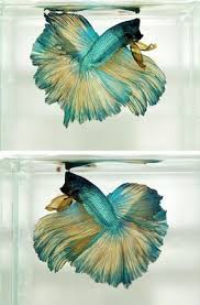 Pin En Peses Exoticos