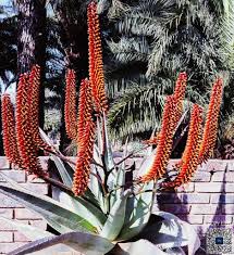 Image result for Aloe welwitschii