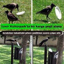 Karga Dunyanin En Zeki Hayvani Iste Ispati Yesil Karga