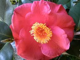 The Biggest Bloom I Have Ever Seen On A Camellia Big Blooms Backyard Plants Landscape Design