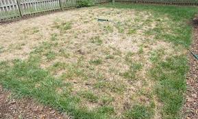 Bermuda Grass Fungus Diseases Bermuda Grass Lawn Sprinklers Amazing Gardens