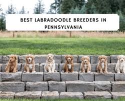 Don't miss what's happening in your neighborhood. Best Labradoodle Breeders Pennsylvania Pa Top 6 Picks We Love Doodles