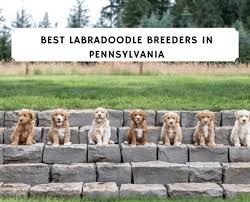 This very sweet and social mini labradoodle puppy will make an extraordinary new addition to your family! Best Labradoodle Breeders Pennsylvania Pa Top 6 Picks We Love Doodles