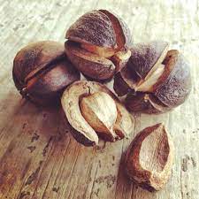 Hickory Nuts I Went With My Dad To Trees By The River Every Year To Gather These They Were Great O Eat In The Fo Edible Wild Plants Growing Fruit Trees Hickory