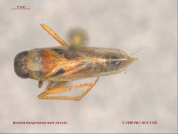 Image result for Notonectidae