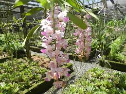 Aerides Houlettianum Orquidario Seidel