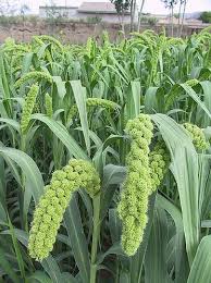 Foxtail Millets 그림