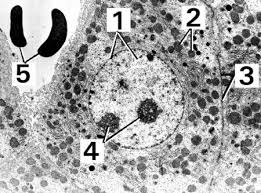 Maybe you would like to learn more about one of these? 1 2 Ultrastructure Of Cells Sl Hl 1 Biology 5 Ferguson