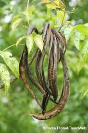 Image result for Dolichandrone alba