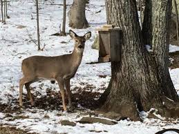 This Doe Is A Frequent Visitor To Our Deer Feeder Deer Feeders Deer Deer Hunting Videos