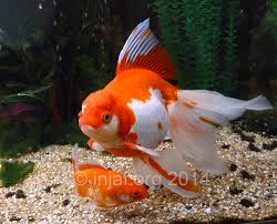 What Size Tank For Goldfish Injaf