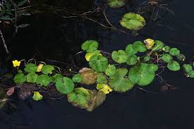 Image result for Nymphoides milnei