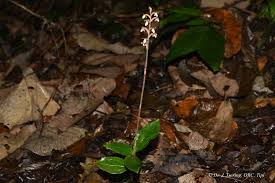 Image result for Hetaeria