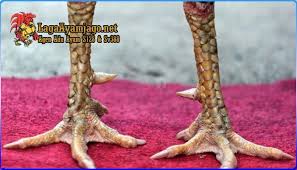 2.ayam bubul,kaki dibersihkan dulu/disikat,habis itu diolesi kapur campur kunyit. Ciri Ciri Sisik Kaki Ayam Bangkok Aduan Pukulan Mematikan Bangkok Ayam Kaki