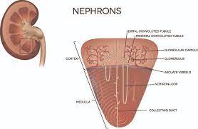 The Kidney The Definitive Guide Biology Dictionary