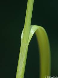 Image result for Rhynchospora brevirostris