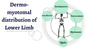 dermo myotomal distribution of lower limb by nehal tarek on